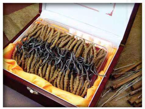 牙叉镇冬虫夏草回收